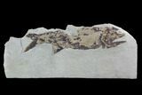 Fossil Fish (Wendyichthys) Plate with Pos/Neg - Montana #97801-2